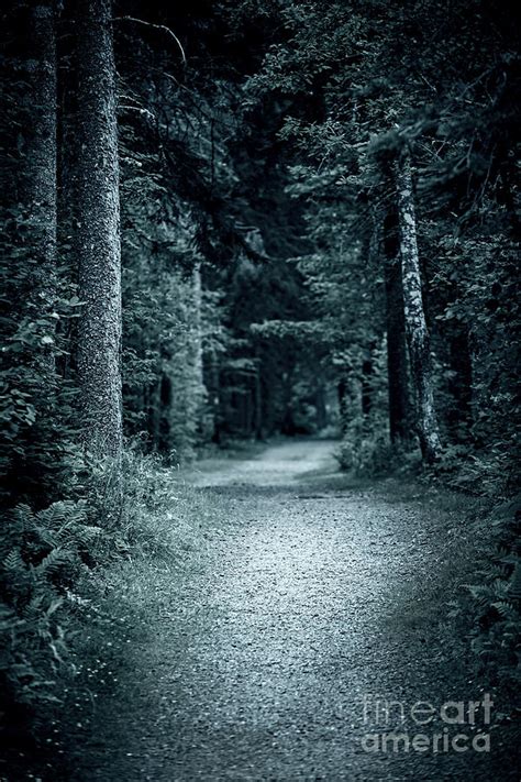 Path In Night Forest Photograph by Elena Elisseeva