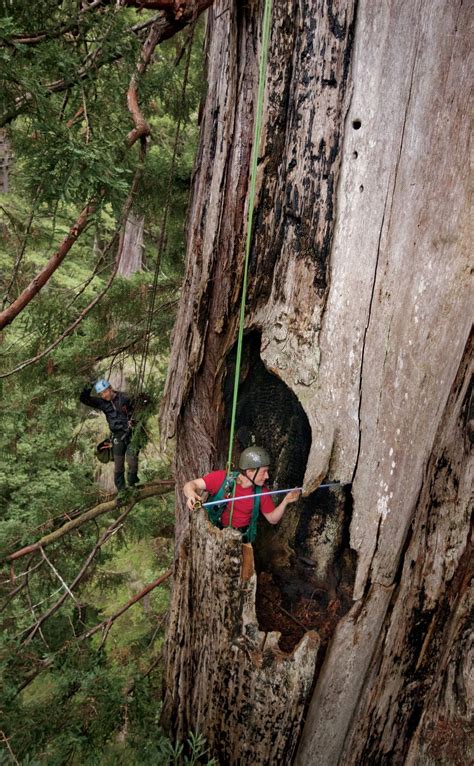 Hyperion Tree | Nature tree, Tree, Old oak tree