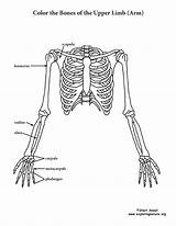 Skeleton Coloring Pages Anatomy sketch template
