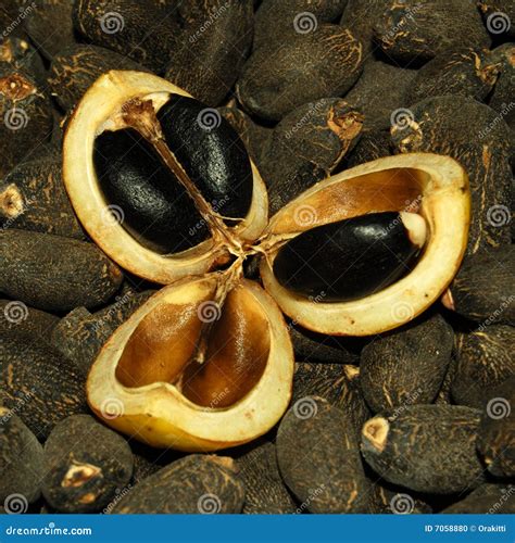 Jatropha seeds (Biodiesel) stock photo. Image of energy - 7058880