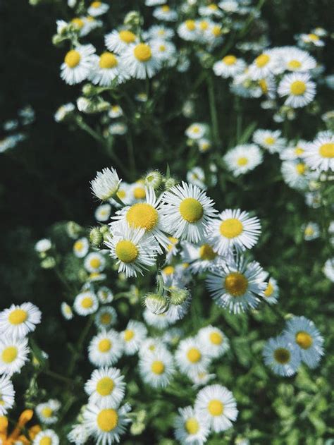 Chamomile Flowers · Free Stock Photo