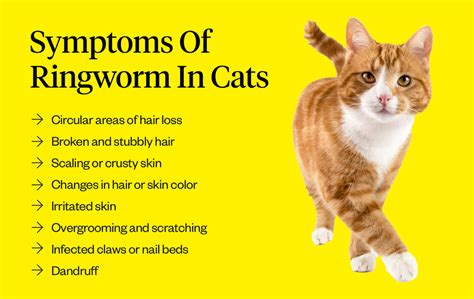 Ringworm In Cats: Symptoms And Treatment | atelier-yuwa.ciao.jp