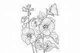 Hollyhock Flower Coloring Page Graphic By Forhadx5 · Creative Fabrica sketch template