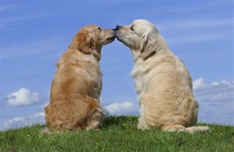 Dogs Kissing Photograph by MGL Meiklejohn Graphics Licensing - Pixels