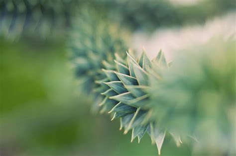 Green Succulent Plant in Close Up Photography · Free Stock Photo