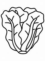 Lettuce Drawing Coloring Pages sketch template