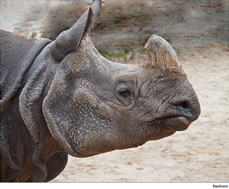 Nashorn / Rhinoceros | Ein Nashorn mit gekürztem Horn aus de… | Flickr