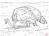 Ostrich On Nest With Eggs coloring Page  Free Printable Coloring Pages sketch template