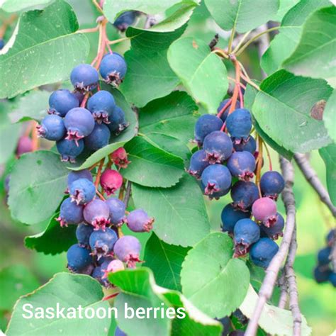 Saskatoon Berry - Blind Trapper Holistic Foods