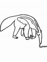 Anteater coloring Pages sketch template