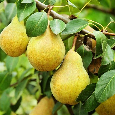 Bartlett Pear Fruit Tree PEABAR05G - The Home Depot