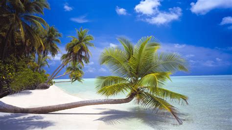 Palm trees at white sand beaches along the coastline of an island on the Maldives | Windows ...