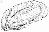 Lettuce Coloring Pages sketch template