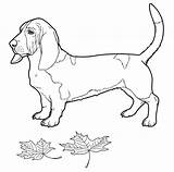 Cartoon Basset Hound Coloring Page  Free Printable Pages For Kids sketch template