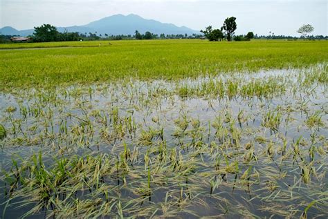 Typhoon_Ketsana_flooded_rice_field - Circle of Blue