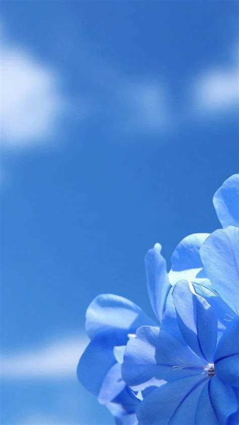 Beautiful Flowers Pictures, Flower Pictures, Amazing Flowers, Nature Pictures, Blue Wallpapers ...