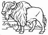 Coloring Ox Musk Bison Drawing Color Pages Printable Clipartmag  sketch template