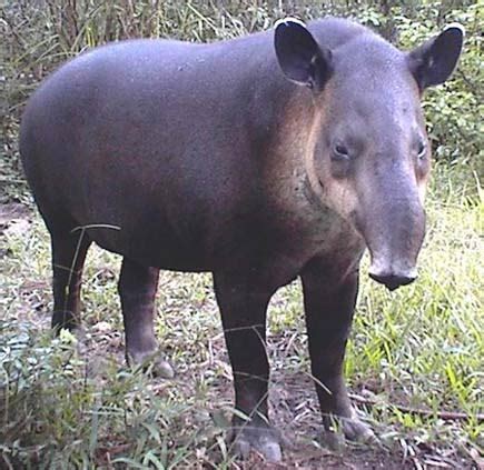 Tapir - Big-Snouted Grassland Beast | Animal Pictures and Facts | FactZoo.com