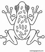 Tree Frog Coloring Page  Free Printable Pages sketch template