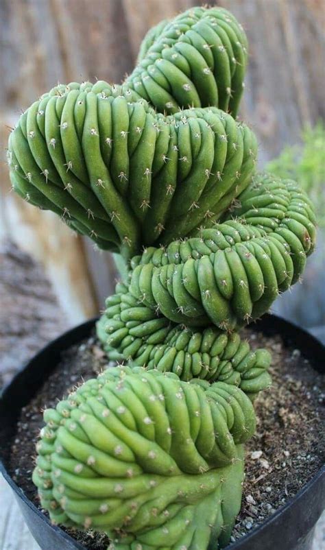 Discover Exquisite Succulents for Your Indoor Garden