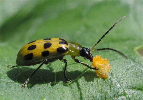 Spotted Cucumber Beetle Photograph by Matt Cormons - Fine Art America