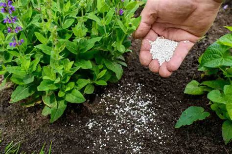 Ultimate Guide to Fertilizer Application for Optimal Crop Growth