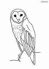 Owls coloring Pages » Free & Printable Owl Sheets  sketch template