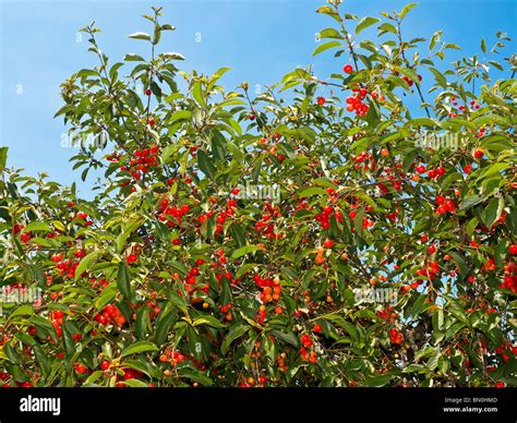 Summer fruiting edible cherry tree - France Stock Photo - Alamy