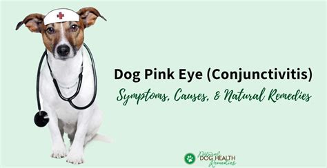 Why Is My Dogs Eye Pink