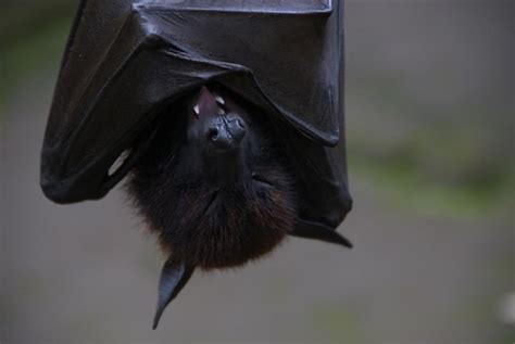 Giant bat | Flickr - Photo Sharing!