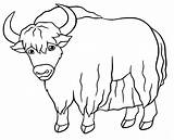 Coloring Yak Pages Cow Highland Kids Colouring Large Voluminous Clipart  sketch template