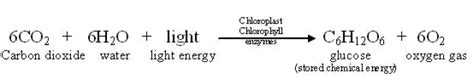 Into the Chloroplast: How Photosynthesis Works ‹ OpenCurriculum