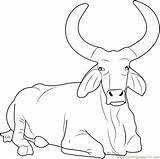Ox Coloring Page At GetDrawings  Free Download sketch template