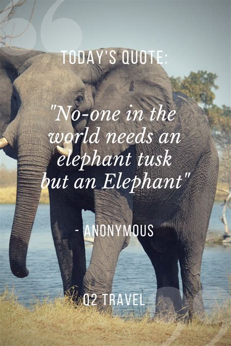 "No-one in the world needs an elephant tusk but an Elephant" | Cool words, Africa quotes, Quotes ...