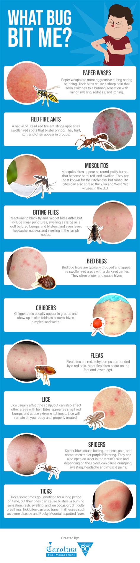 What Bug Bit Me? Carolina Insect Control Tips | Carolina Pest | Bed bug ...