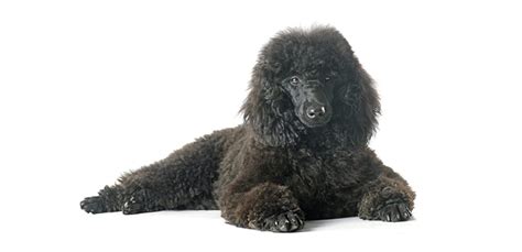 250+ Poodle Names - Cute, Classy & More! - My Dog's Name