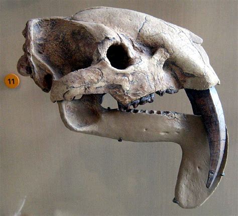 The Natural World: Smilodon Vs. Thylacosmilus: The Saber-Toothed Marsupial