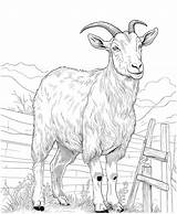 Goat Coloring Page sketch template