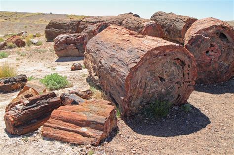 Discover 3 of the Largest Petrified Forests In The World! - Rock Seeker