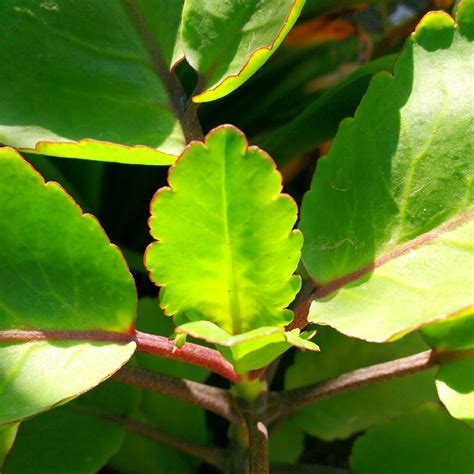 Kalanchoe pinnata, Kalanchoe 'Pinnata' in GardenTags plant encyclopedia