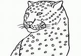 Jaguar Coloring Pages Free Printable Kids sketch template