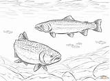 Rainbow Trouts coloring Page  Free Printable Coloring Pages sketch template