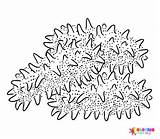 Sea Cucumber Coloring Pages  Free Printable Coloring sketch template