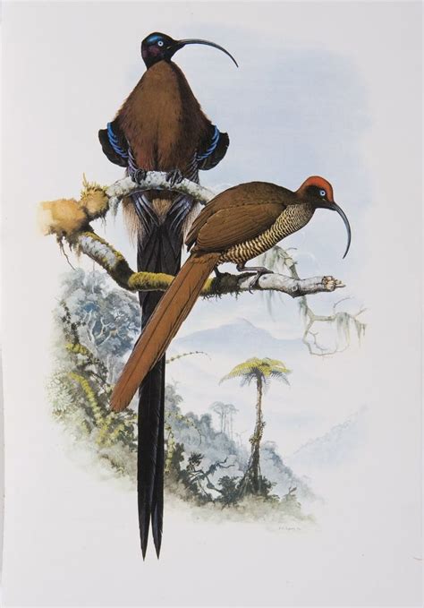 Brown Sicklebill | Animals artwork, Animal art, Animal paintings