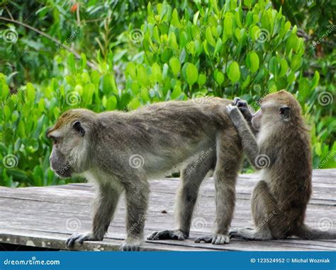 Makak Monkey in Rain-forest of Borneo Stock Photo - Image of malaysia ...