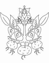 Planta de Papa Para Colorear Imprimir E Dibujar –ColoringOnlyCom sketch template