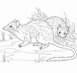 Northern Quoll coloring Page  Free Printable Coloring Pages sketch template