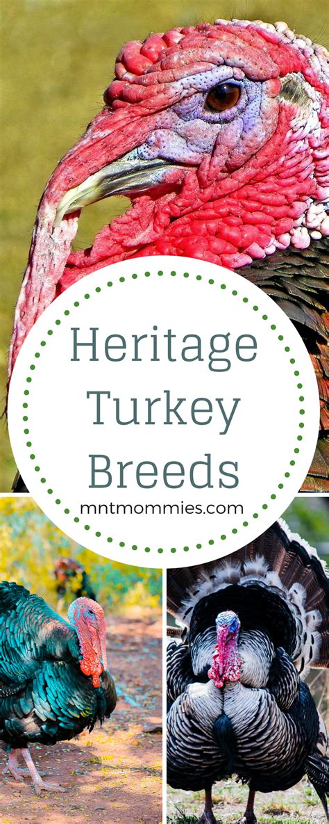 Heritage Turkey Breeds - Mountain Mamas' Blog | Turkey breeds, Raising ...