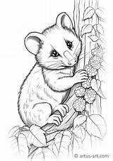 Opossum Coloring Page For Kids » Free Download Artus Art sketch template