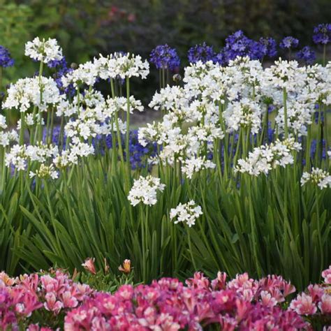 Photo Essay | 15 White Perennials | Perennial Resource